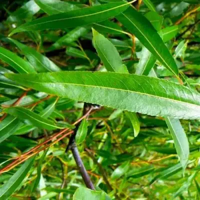 Ива ломкая  в Новополоцке