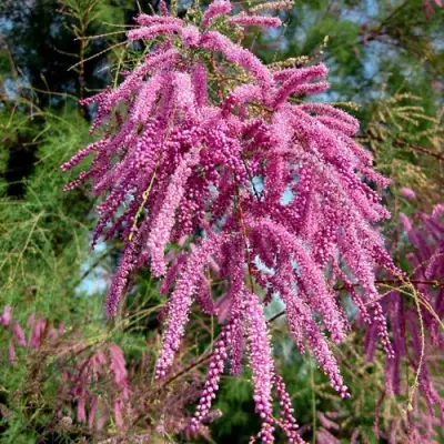 Тамарикс ПИНК КАСКАД в Новополоцке