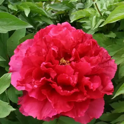 Пион АРОМАТНОЕ ВОСПОМИНАНИЕ древовидный в Новополоцке