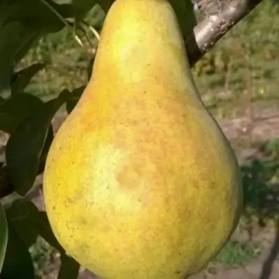 Груша КОНКОРД в Новополоцке