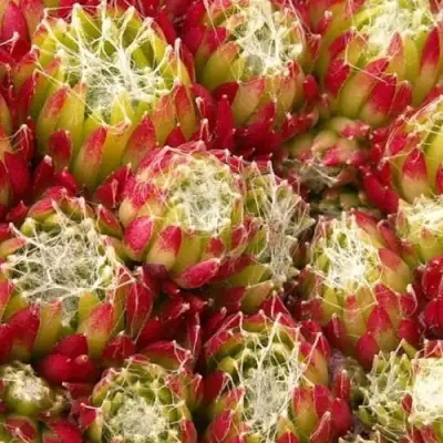 Молодило ХУКЕРА в Новополоцке