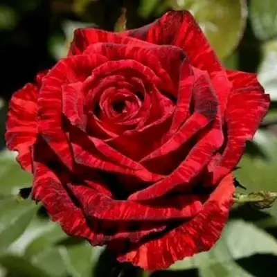 Роза РЕД ИНТУИШН чайно-гибридная в Новополоцке