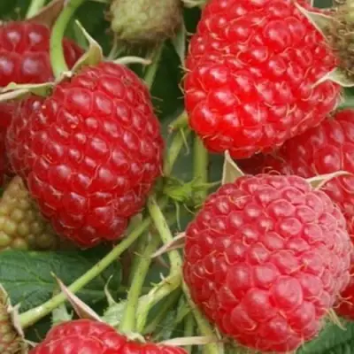 Малина КОЛОКОЛЬЧИК в Новополоцке