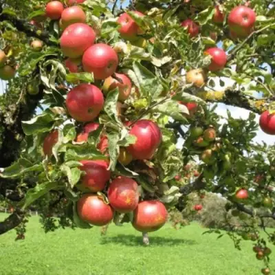 Яблоня ОРЛИК в Новополоцке