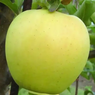 Яблоня ГОЛДЕН ДЕЛИШЕС в Новополоцке