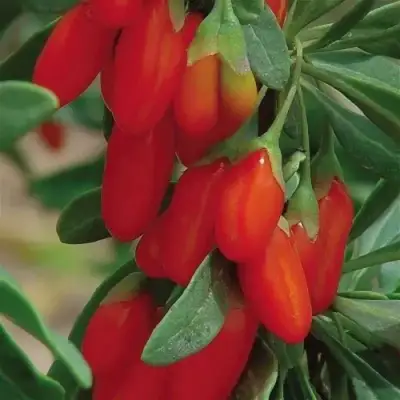 Годжи ВЯЧЕСЛАВ в Новополоцке