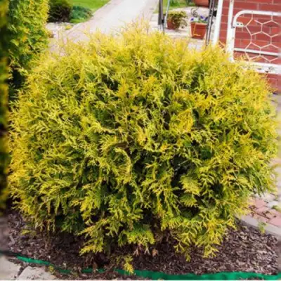 Туя КОЛЛЕРС ГОЛД складчатая в Новополоцке