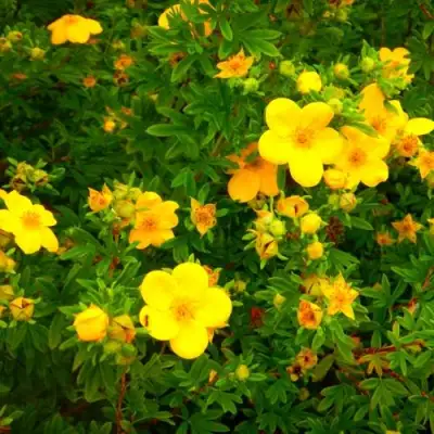 Лапчатка ГОЛДФИНГЕР кустарниковая в Новополоцке