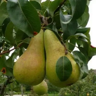 Груша КОНКОРД в Новополоцке