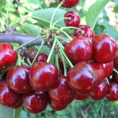 Вишня ДЕСЕРТНАЯ МОРОЗОВОЙ в Новополоцке