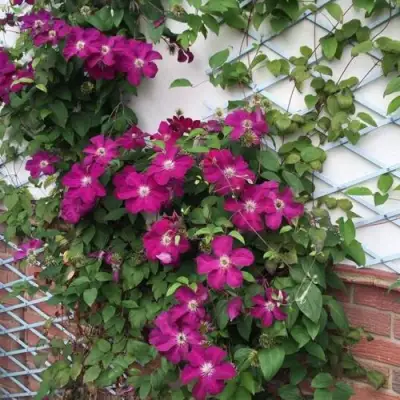 Клематис ЭРНЕСТ МАРКХАМ в Новополоцке