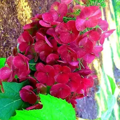 Гортензия АМЕТИСТ дуболистная в Новополоцке