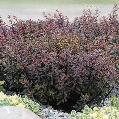 Очиток (седум) САНСПАРКЛЕР ДЖЕЙД ТАФФЕТ в Новополоцке