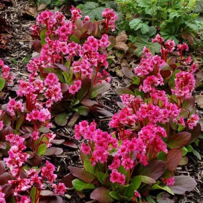 Бадан ФЛИРТ в Новополоцке