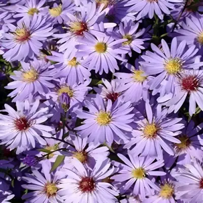 Астра БЛЮ ХЕВЕН сердцелистная в Новополоцке