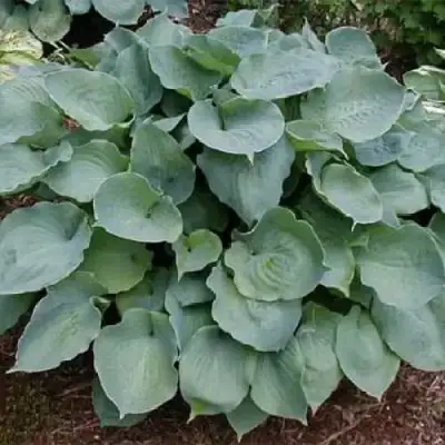 Хоста МУНЛАЙТ СОНАТА гибридная в Новополоцке