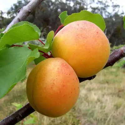 Абрикос ОРЛОВЧАНИН  в Новополоцке