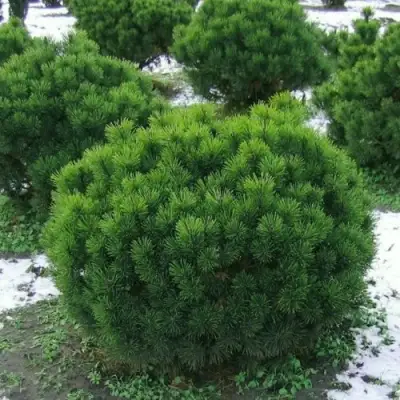 Сосна горная МУГУС в Новополоцке