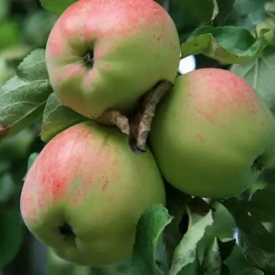 Яблоня УТРО в Новополоцке