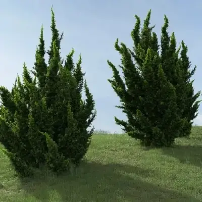 Можжевельник КАЙЗУКА китайский в Новополоцке