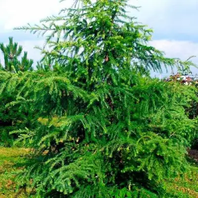 Лиственница европейская в Новополоцке