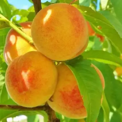 Персик ВЕТЕРАН в Новополоцке