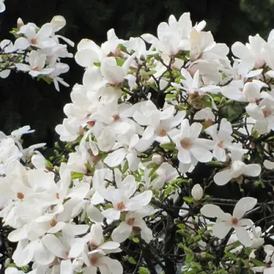 Магнолия КОБУС в Новополоцке