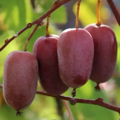 Актинидия ПУРПУРНО САДОВАЯ  аргута в Новополоцке
