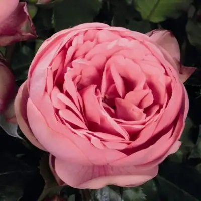 саженцы роз Хэппи Пиано