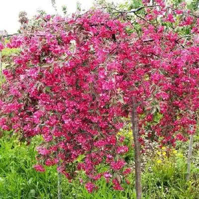 Яблоня КИНГ БЬЮТИ декоративная в Новополоцке