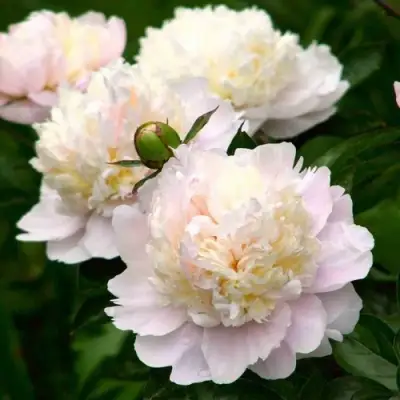 Пион ШИРЛИ ТЕМПЛ травянистый в Новополоцке