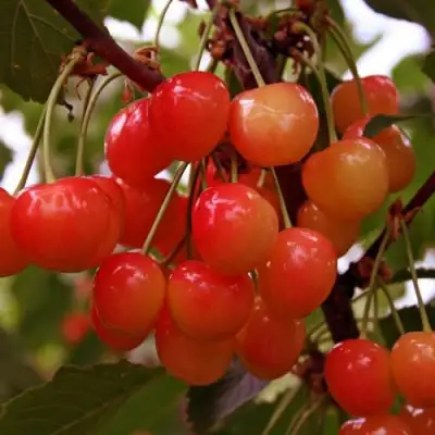 Черешня ФАТЕЖ в Новополоцке