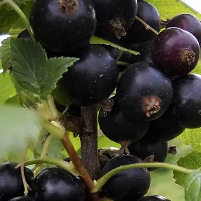 Смородина чёрная НЕСТЕР КОЗИН в Новополоцке