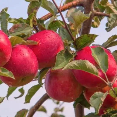 Яблоня РОЖДЕСТВЕНСКОЕ в Новополоцке