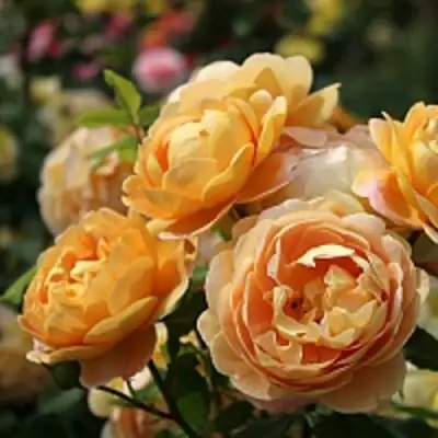 саженцы розы Голден Селебрейшен