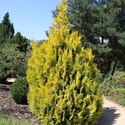 Туя СТОУНХАМ ГОЛД складчатая в Новополоцке