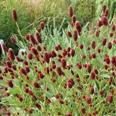 Кровохлебка БИТЛВИНГЗ в Новополоцке