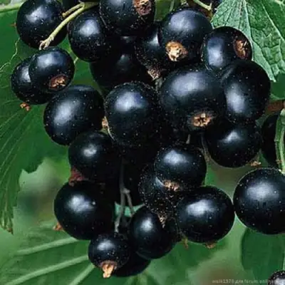 Смородина черная БЕН КОНАН в Новополоцке