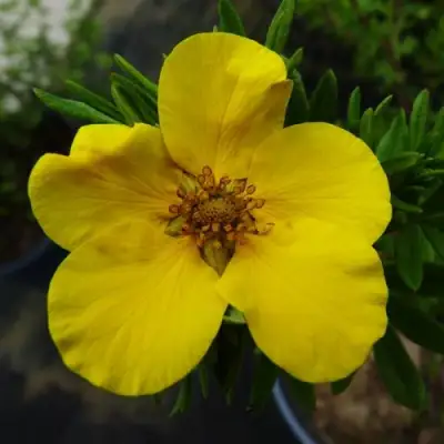 Лапчатка ГОЛДФИНГЕР кустарниковая в Новополоцке