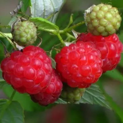 Малина СОЛНЫШКО в Новополоцке