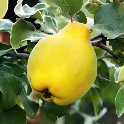 Айва МИР в Новополоцке