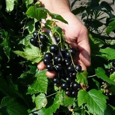 Смородина чёрная СЕЛЕЧЕНСКАЯ в Новополоцке