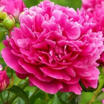 Пион НОЧНЫЕ ГРЕЗЫ древовидный в Новополоцке