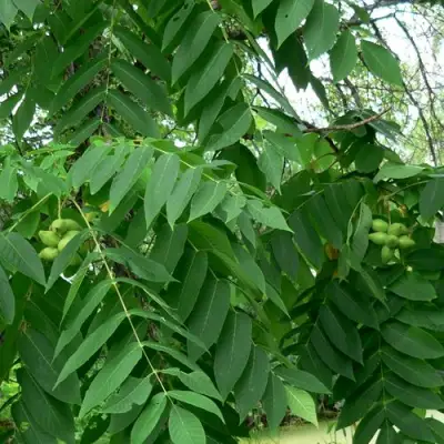 Орех МАНЬЧЖУРСКИЙ в Новополоцке