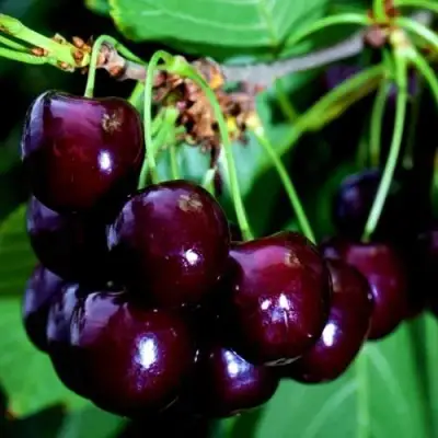 Дюк НОЧКА в Новополоцке