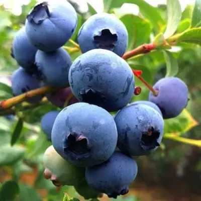 Голубика ДЮК в Новополоцке