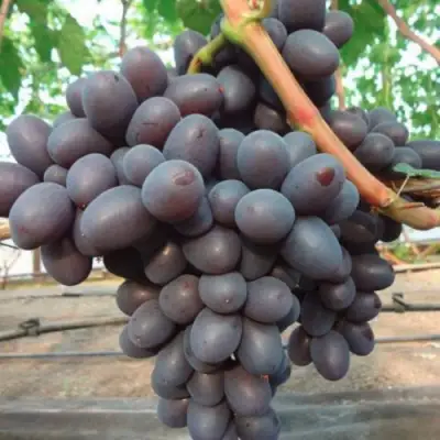 Виноград ПОДАРОК НЕСВЯТАЯ в Новополоцке