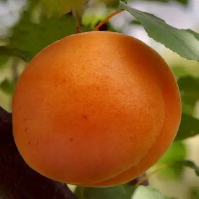 Абрикос ОЛИМП в Новополоцке