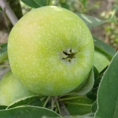 Яблоня РЕНЕТ СИМИРЕНКО в Новополоцке