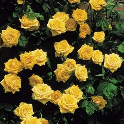 Роза ЛАНДОРА чайно-гибридная в Новополоцке